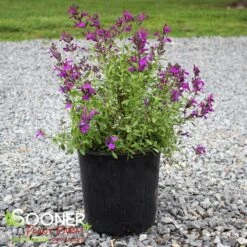 MIRAGE™ DEEP PURPLE AUTUMN SAGE