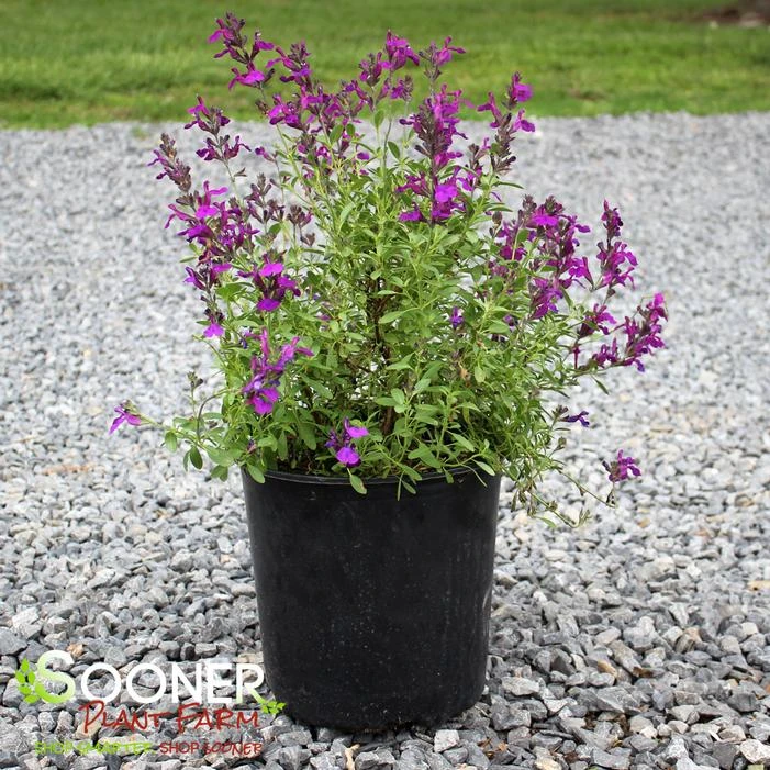 MIRAGE™ DEEP PURPLE AUTUMN SAGE 1 MIRAGE™ DEEP PURPLE AUTUMN SAGE
