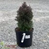 RED STAR ATLANTIC WHITE CEDAR