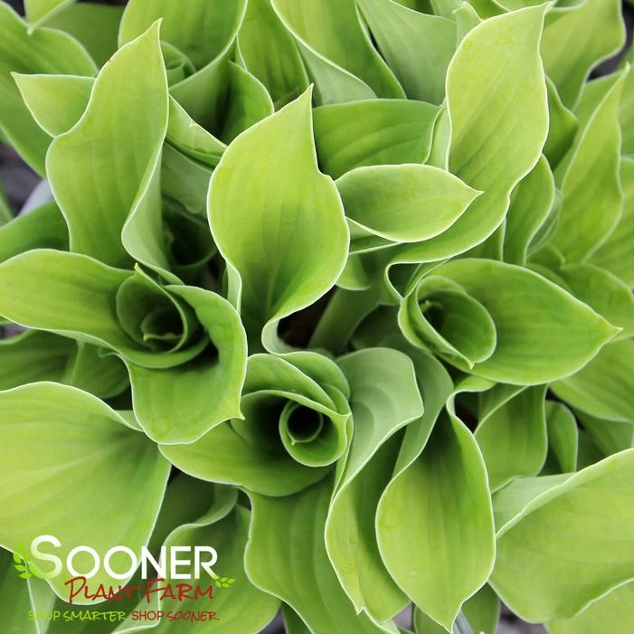 AUGUST MOON HOSTA 1 AUGUST MOON HOSTA