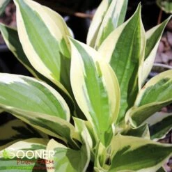 PATRIOT HOSTA 7 PATRIOT HOSTA -Deals Tend Twig Store DETA 676