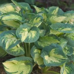 GREAT EXPECTATIONS HOSTA