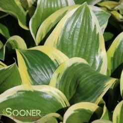 QUEEN JOSEPHINE HOSTA -Deals Tend Twig Store DETA 681