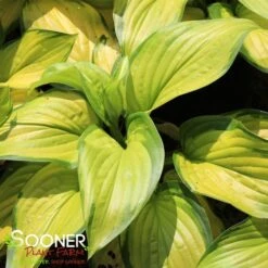 STAINED GLASS HOSTA -Deals Tend Twig Store DETA 682