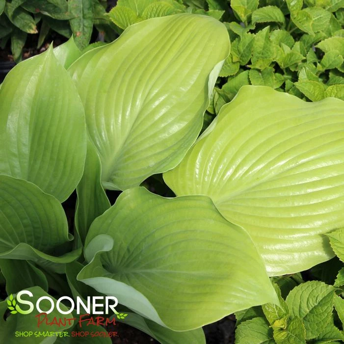 SUM AND SUBSTANCE HOSTA 3 SUM AND SUBSTANCE HOSTA - Image 3