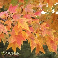 TRIDENT MAPLE -Deals Tend Twig Store DETA 74