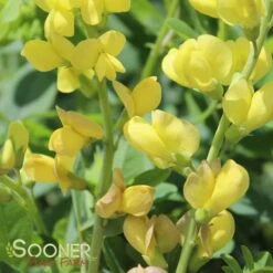 SOLAR FLARE PRAIRIEBLUES® FALSE INDIGO