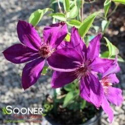 THE PRESIDENT CLEMATIS