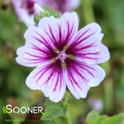 ZEBRINA MUSK MALLOW -Deals Tend Twig Store DETA 932