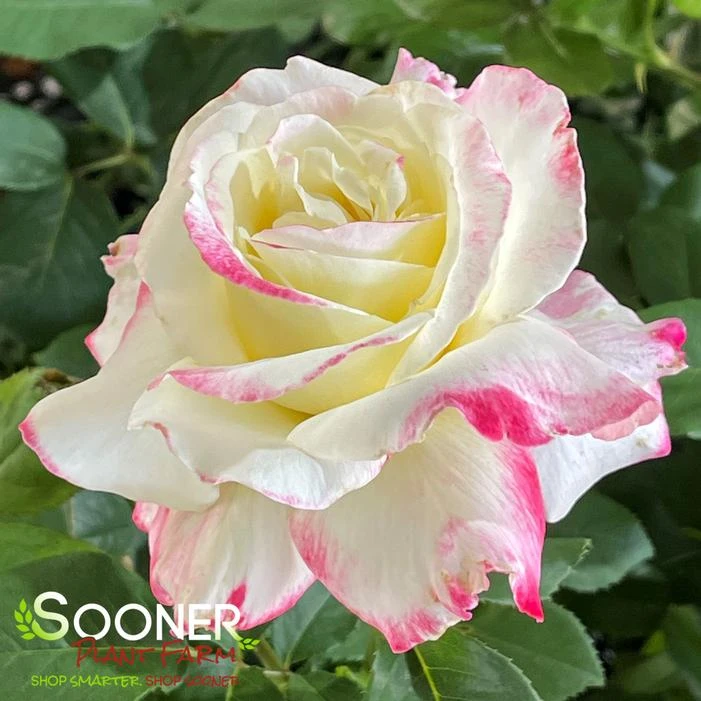 LOVE & PEACE® ROSE 2 LOVE & PEACE® ROSE - Image 2