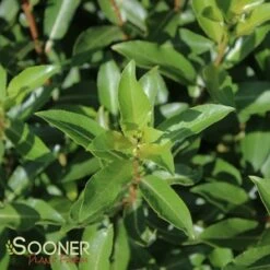 BLACK PUSSY WILLOW -Deals Tend Twig Store DETA2 1075