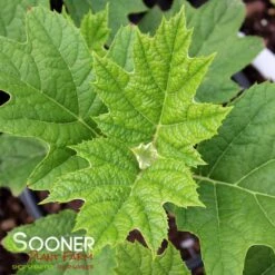 SNOW QUEEN OAKLEAF HYDRANGEA -Deals Tend Twig Store DETA2 1105