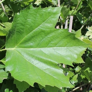 BLOODGOOD LONDON PLANETREE 3 BLOODGOOD LONDON PLANETREE - Image 3