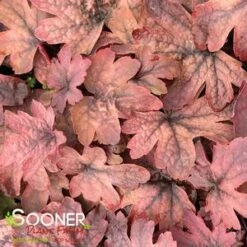 SWEET TEA FOAMY BELLS -Deals Tend Twig Store DETA2 1232