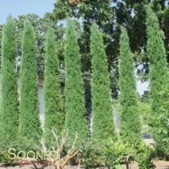 TAYLOR JUNIPER -Deals Tend Twig Store DETA2 142