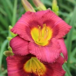 JAMAICA SUNRISE™ KOKOMO™ DAYLILY 5 JAMAICA SUNRISE™ KOKOMO™ DAYLILY -Deals Tend Twig Store DETA2 1449