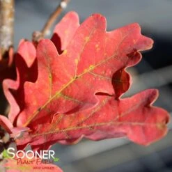 CRIMSON SPIRE™ OAK 5 CRIMSON SPIRE™ OAK -Deals Tend Twig Store DETA2 1491