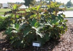 PEE WEE DWARF OAKLEAF HYDRANGEA -Deals Tend Twig Store DETA2 1509