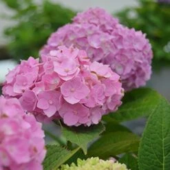 NANTUCKET BLUE™ HYDRANGEA -Deals Tend Twig Store DETA2 1510