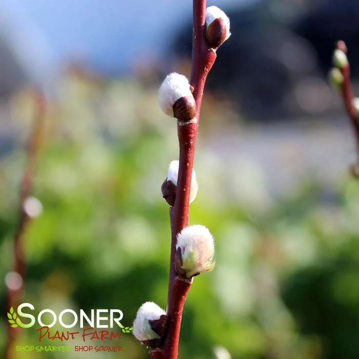 FRENCH PINK PUSSY WILLOW 2 FRENCH PINK PUSSY WILLOW - Image 2