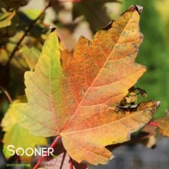 BOWHALL MAPLE -Deals Tend Twig Store DETA2 174