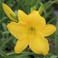 SCENTUAL SUNDANCE DAYLILY -Deals Tend Twig Store DETA2 1778