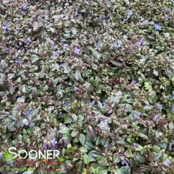 GEORGIA BLUE SPEEDWELL -Deals Tend Twig Store DETA2 1857