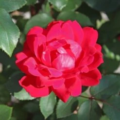 DOUBLE RED KNOCK OUT® ROSE -Deals Tend Twig Store DETA2 186