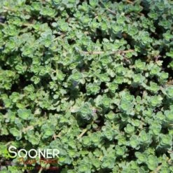 PINK CHINTZ CREEPING THYME 4 PINK CHINTZ CREEPING THYME -Deals Tend Twig Store DETA2 1937