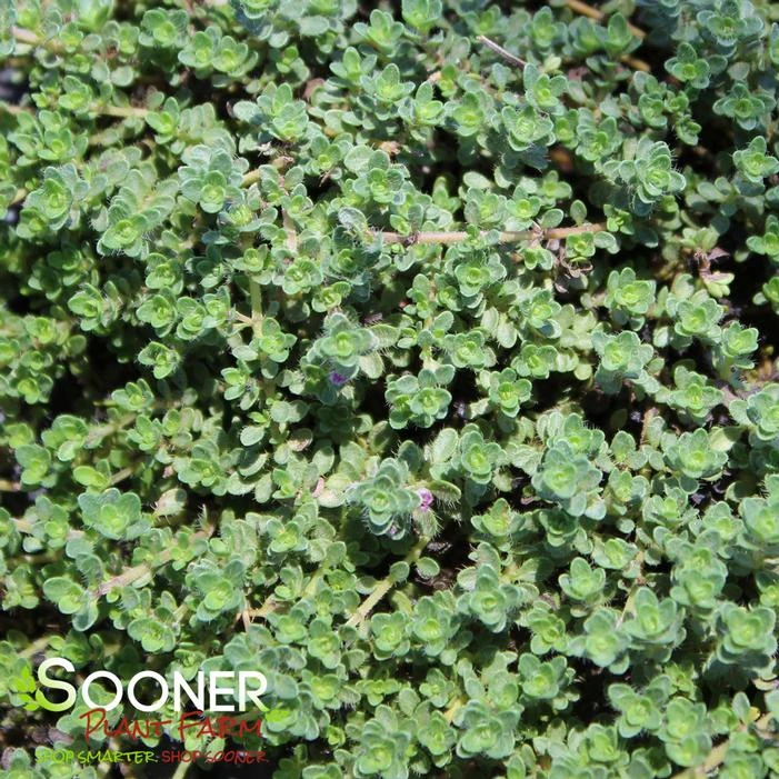 PINK CHINTZ CREEPING THYME 2 PINK CHINTZ CREEPING THYME - Image 2