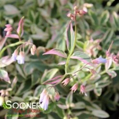 TOUCH OF CLASS JACOB'S LADDER -Deals Tend Twig Store DETA2 2050