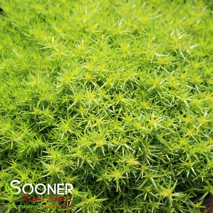 SCOTCH MOSS 1 SCOTCH MOSS