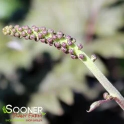 PINK SPIKE BUGBANE -Deals Tend Twig Store DETA2 2142