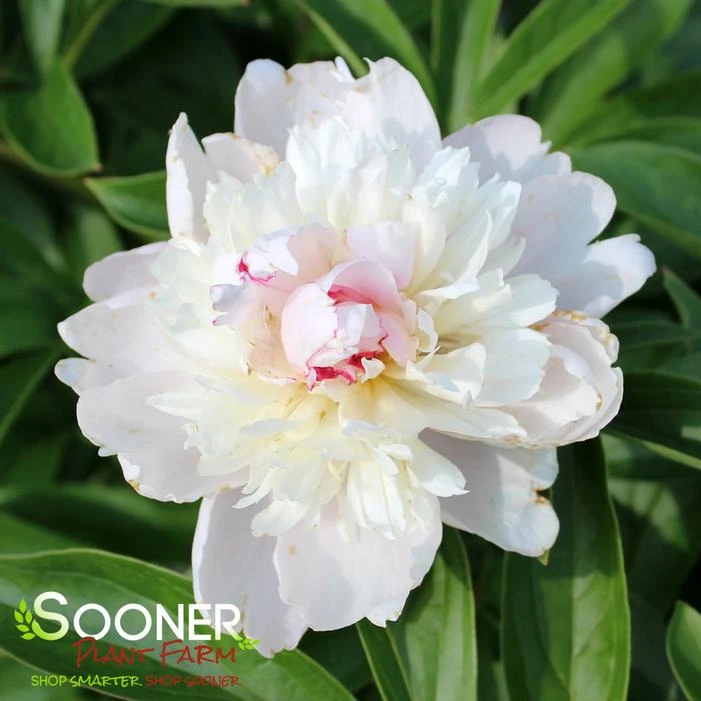 SORBET GARDEN PEONY 3 SORBET GARDEN PEONY - Image 3