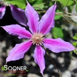 DR. RUPPEL CLEMATIS -Deals Tend Twig Store DETA2 2184