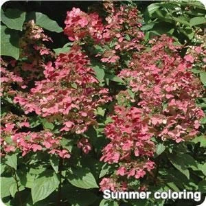 FIRE AND ICE HYDRANGEA 3 FIRE AND ICE HYDRANGEA - Image 3