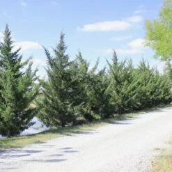 HETZI COLUMN JUNIPER -Deals Tend Twig Store DETA2 2415