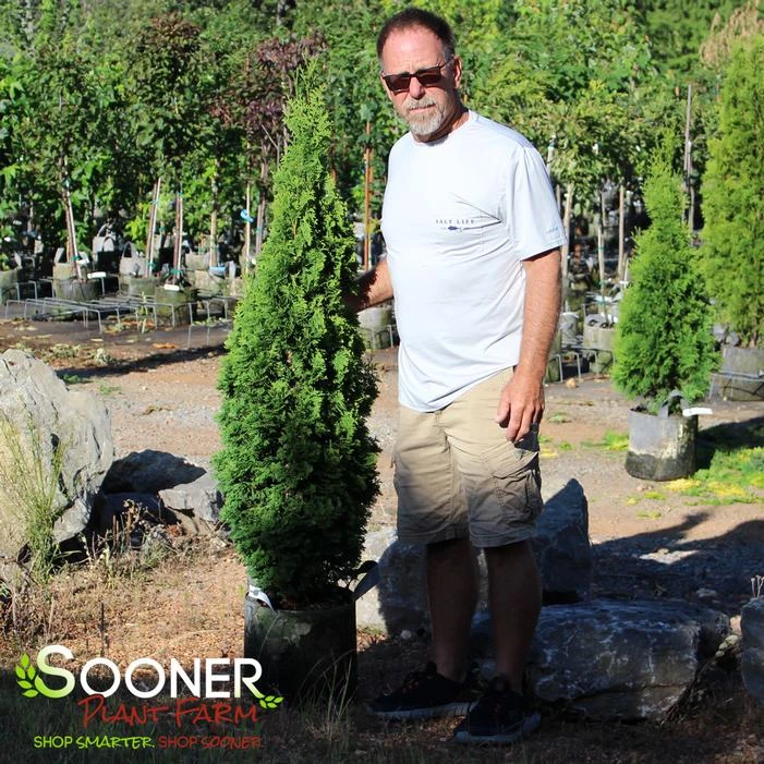 DEGROOT'S SPIRE ARBORVITAE 2 DEGROOT'S SPIRE ARBORVITAE - Image 2