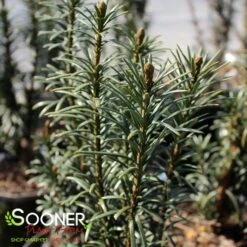UPRIGHT PLUM YEW -Deals Tend Twig Store DETA2 2484