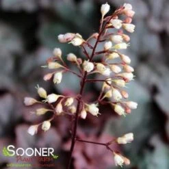 CAJUN FIRE CORAL BELLS -Deals Tend Twig Store DETA2 2613