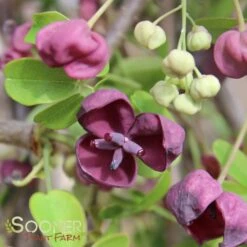 CHOCOLATE VINE -Deals Tend Twig Store DETA2 2715