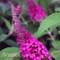 CRANRAZZ™ BUTTERFLY BUSH -Deals Tend Twig Store DETA2 2741
