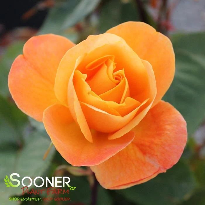 STRIKE IT RICH™ SHRUB ROSE 2 STRIKE IT RICH™ SHRUB ROSE - Image 2