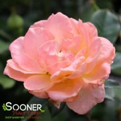 JUMP FOR JOY™ FLORIBUNDA ROSE -Deals Tend Twig Store DETA2 2769