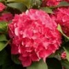 FUCHSIA GLOW™ HYDRANGEA