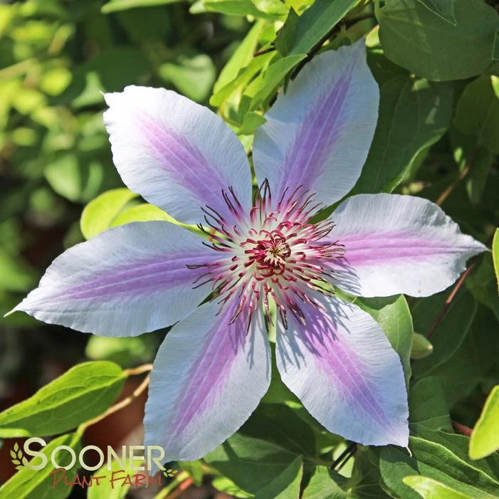 NELLY MOSER CLEMATIS 1 NELLY MOSER CLEMATIS