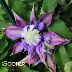 DIAMANTINA CLEMATIS -Deals Tend Twig Store DETA2 2859