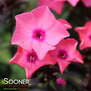 CORAL CRÈME DROP™ GARDEN PHLOX 1 CORAL CRÈME DROP™ GARDEN PHLOX
