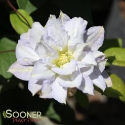 DIAMOND BALL CLEMATIS -Deals Tend Twig Store DETA2 2955