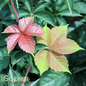 YELLOW WALL® VIRGINIA CREEPER 2 YELLOW WALL® VIRGINIA CREEPER - Image 2